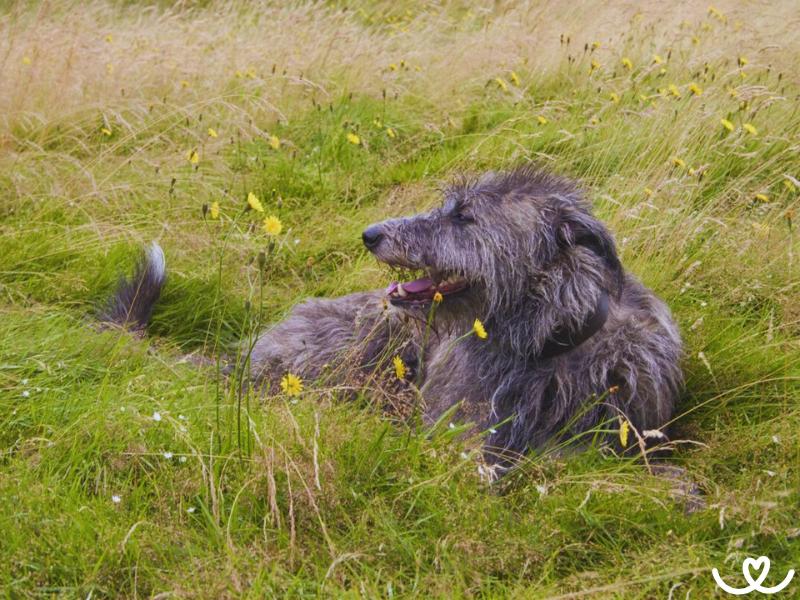 Psi-plemeno-deerhound (4)